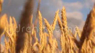 <strong>黄穗</strong>在风中摇摆。 成熟的谷物在天空中收获。 美丽的天空，一片田野上有云彩